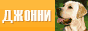 ДЖОННИ и НАЙТ - лабрадоры ретриверы